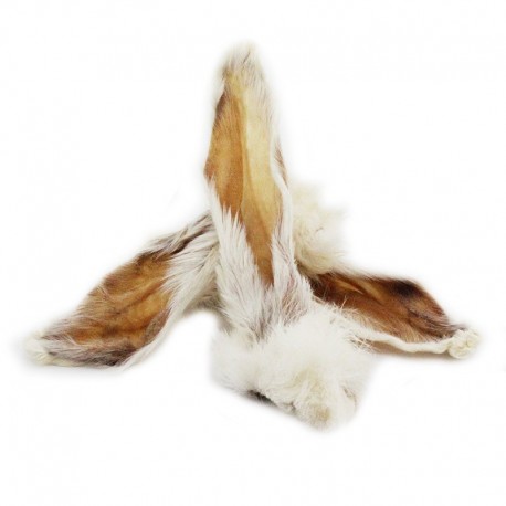 A quoi servent les oreilles du lapin ? - SPA de Lyon et du Sud-Est