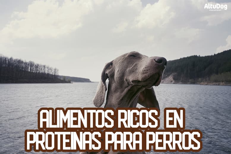 Red Mills Tracker Racing comida de perro comida para mascotas nutricionales ricos en proteína 