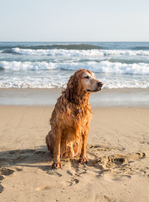 Cibo umido naturale per cani con salmone e verdure - Barkyn