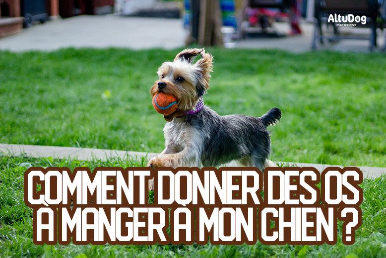 Quel os pour mon chien ?