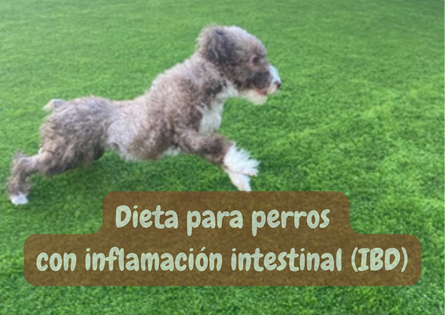 Dieta para perros con inflamación intestinal o IBD