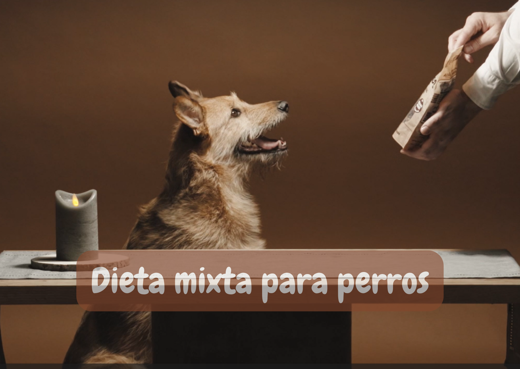 Dieta mixta para perros, consejos