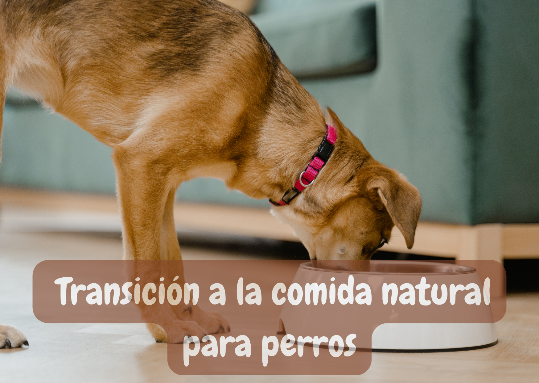 cambio de alimentacion en perros