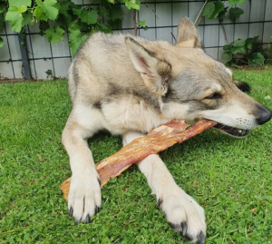 snacks naturales para perros