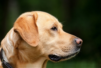 comida natural para perros